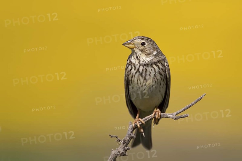 Corn Bunting (Emberiza calandra), Castile-La Mancha, Spain