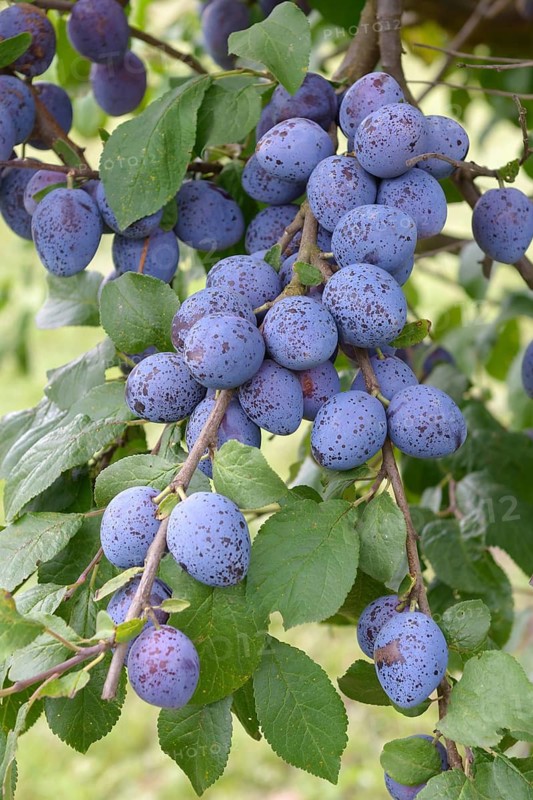 Plum (Prunus domestica 'Auerbacher'),  Germany