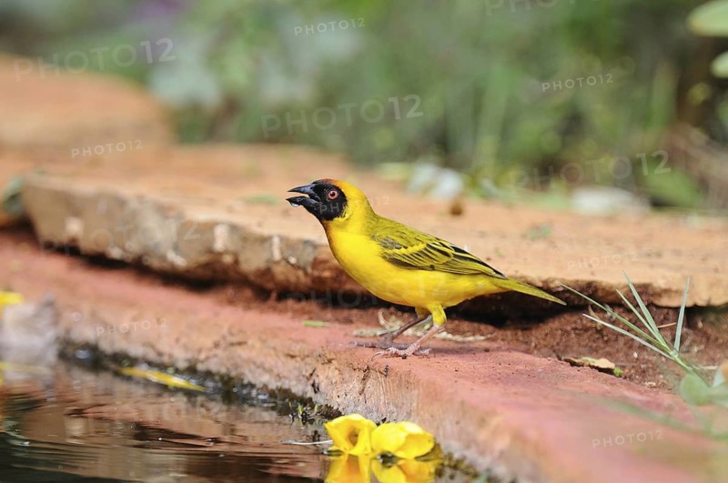Vitelline Masked Weaver (Ploceus vitellinus) male, Voi, Kenya