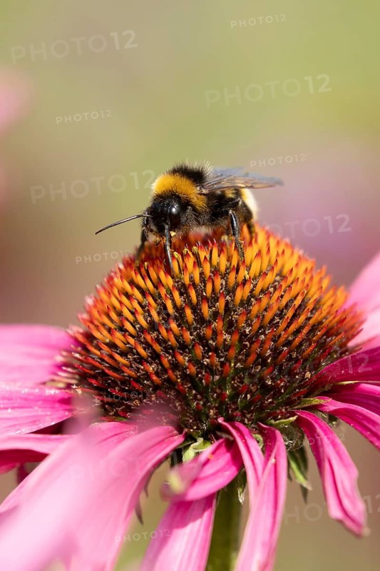 Buff tailed bumblebee (Bombus terrestris) adult bee feeding on a purple Coneflower (Echinacea purpurea) flower in an urban garden in summer, England, United Kingdom
