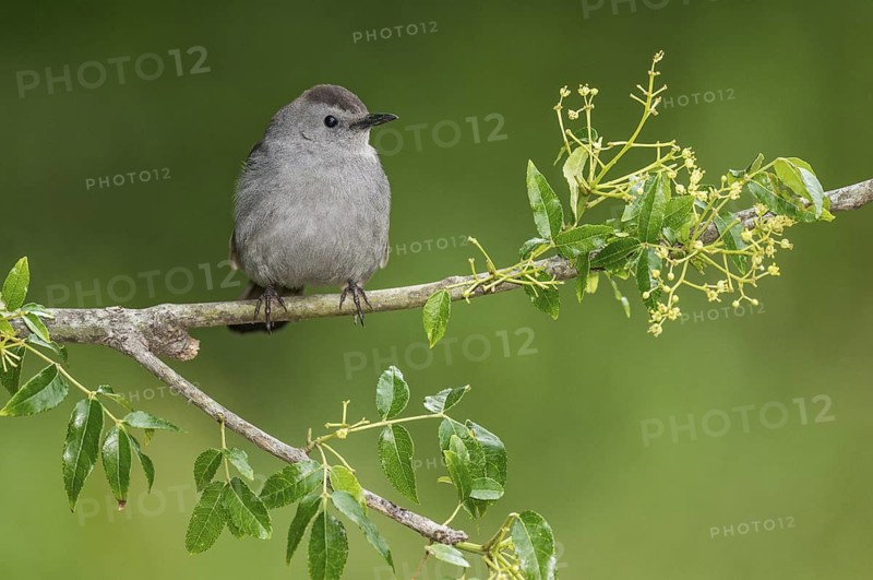 Grey Catbird (Dumetella carolinensis) perched on a branch, Texas, USA