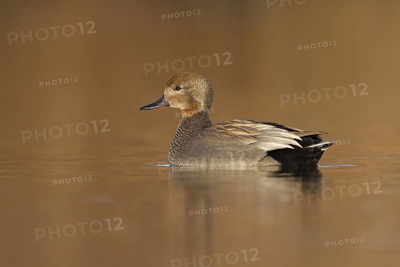 Gadwall (Mareca strepera), Utrecht, Netherlands