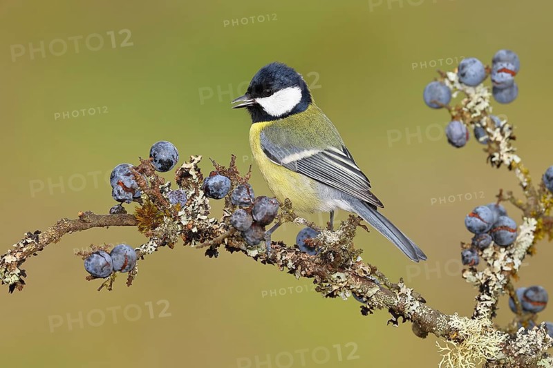 Great tit (Parus major), sitting on a branch in a blackthorn bush, (Prunus spinosa), sloes, with ripe fruit, autumn, wildlife, animals, tit family, songbird, birds, Wilnsdorf, North Rhine-Westphalia, Germany