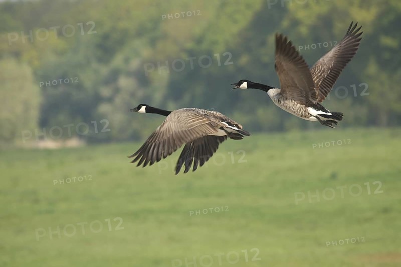 Canada Goose (Branta canadensis) flying, Lower Saxony, Germany