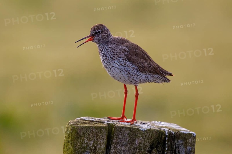 Common Redshank (Tringa totanus), calling, Netherlands