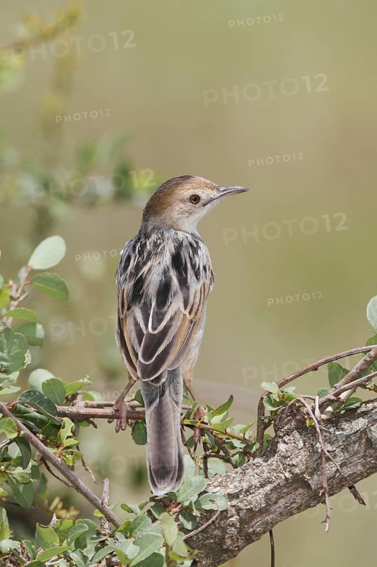 Winding Cisticola (Cisticola marginatus), Masai Mara, Kenya