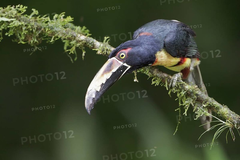 Collared Aracari (Pteroglossus torquatus) perched on a branch in Costa Rica, Central America