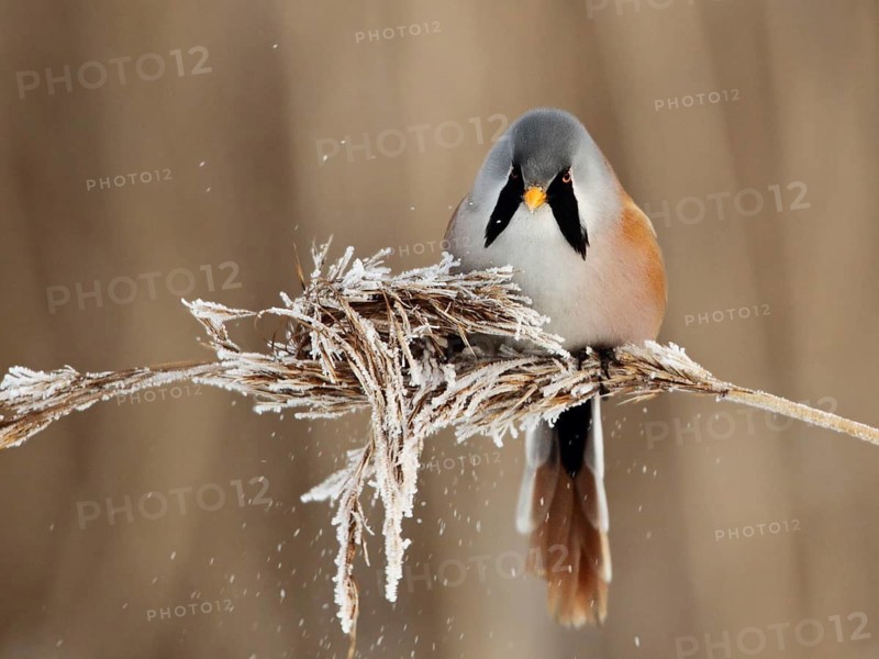 Bearded Reedling (Panurus biarmicus) male, Saxony-Anhalt, Germany
