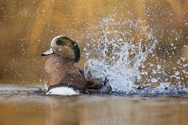 American Wigeon (Mareca americana) male bathing, BritishColumbia, Canada