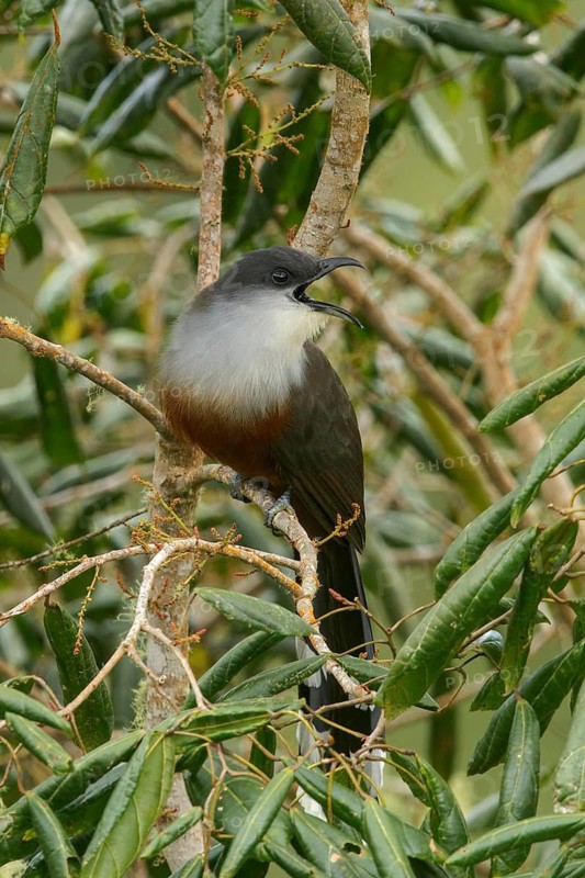 Chestnut-bellied Cuckoo (Coccyzus pluvialis) perched on a branch in Jamaica in the Caribbean