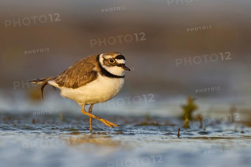 Little Ringed Plover (Charadrius dubius) male foraging, North Rhine-Westphalia, Germany