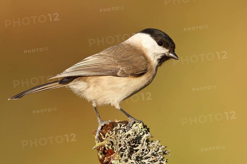 Marsh Tit (Poecile palustris), Rhineland-Palatinate, Germany