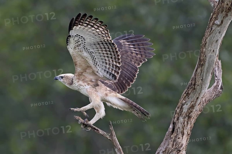 Changeable Hawk-Eagle (Nisaetus cirrhatus), Penang, Malaysia