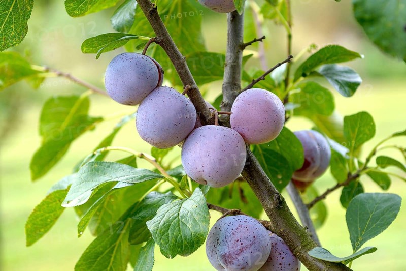 Reneklode (Prunus domestica GRAF ALTHANS RENEKLODE),  Germany