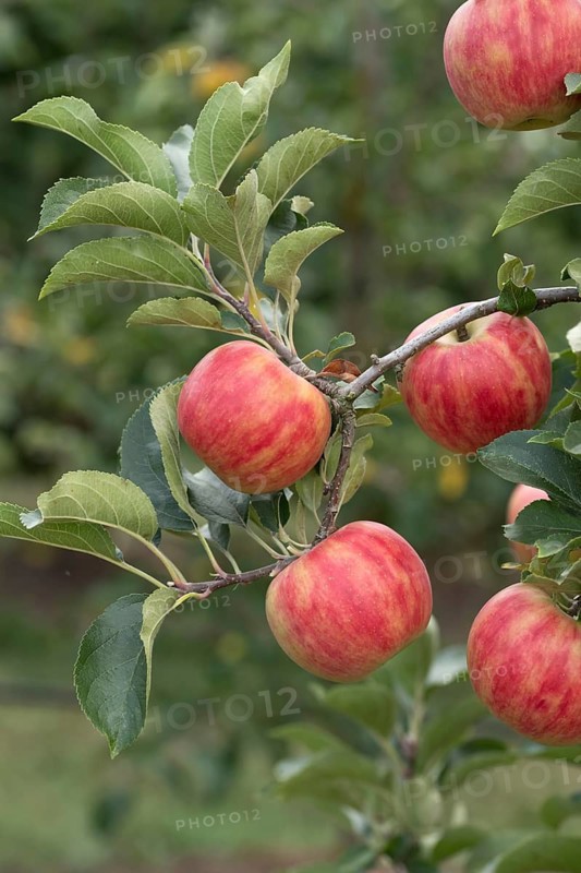 Apple (Malus domestica 'Karneval'), Bayerische Landesanstalt für W, Germany