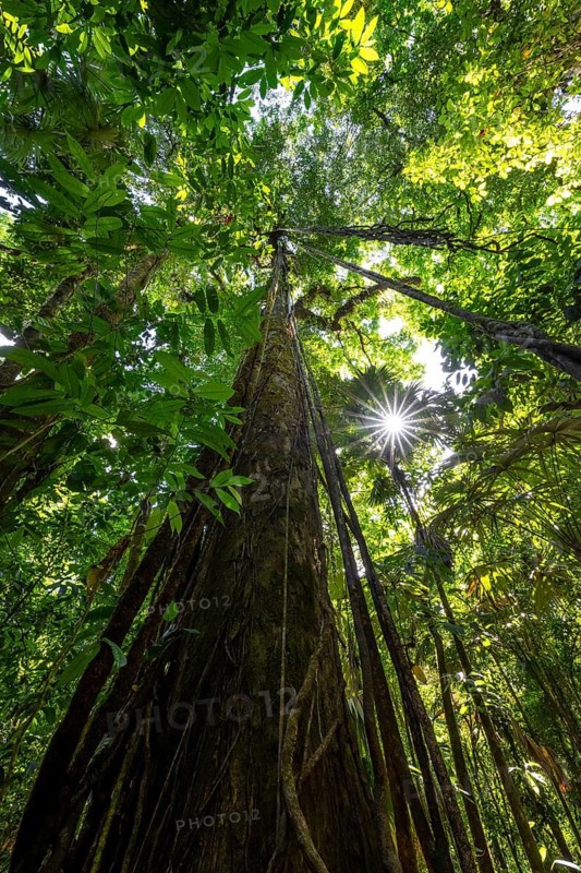 Dense vegetation in the tropical rainforest, roots of a strangler fig on a tree, view upwards, Sun Star, Corcovado National Park, Osa, Puntarena Province, Costa Rica