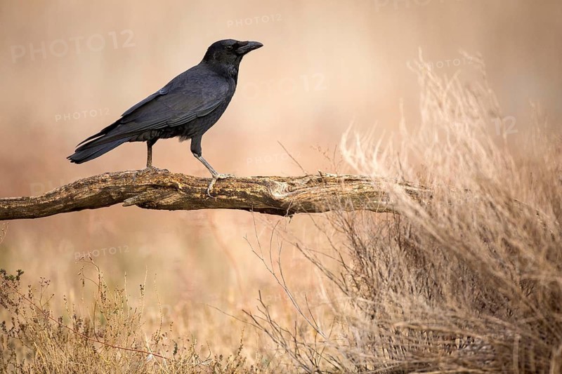 Northern Raven (Corvus corax), Castile-La Mancha, Spain