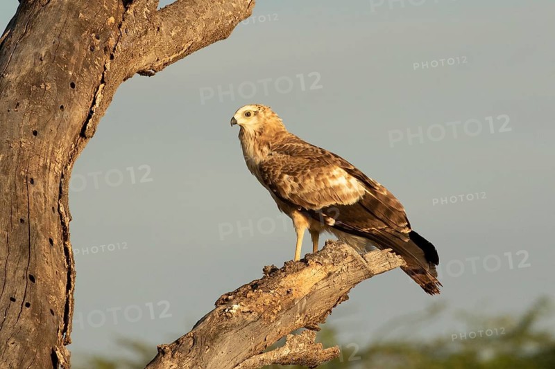 African Harrier-Hawk (Polyboroides typus) juvenile, Lake Baringo, Kenya
