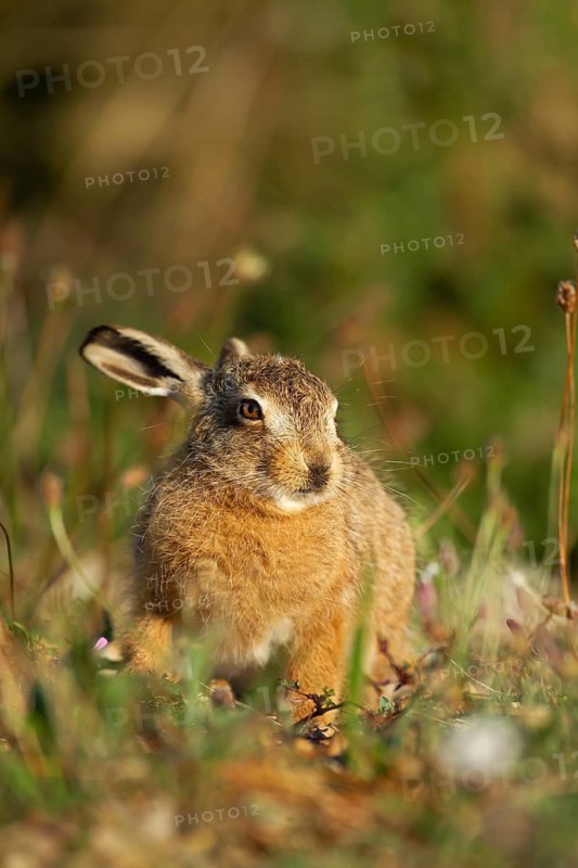 European brown hare (Lepus europaeus) juvenile leveret animal resting in grassland in summer, England, United Kingdom
