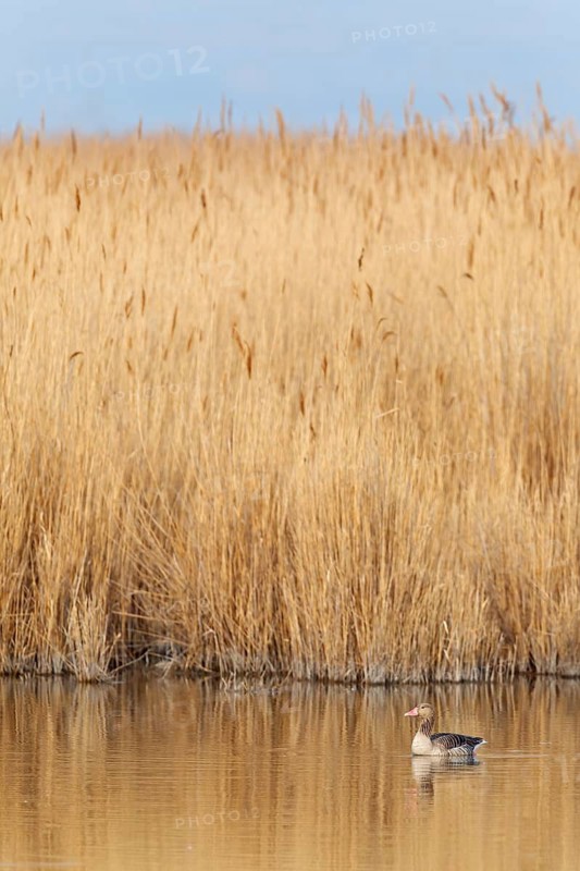 Greylag Goose (Anser anser), Lake Neusiedl, Austria
