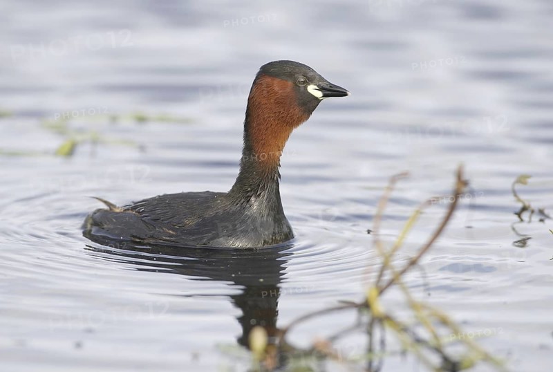 Little Grebe (Tachybaptus ruficollis), Mecklenburg-Western Pomerania, Germany