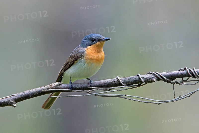 Satin Flycatcher (Myiagra cyanoleuca) female perched on a branch, Victoria, Australia