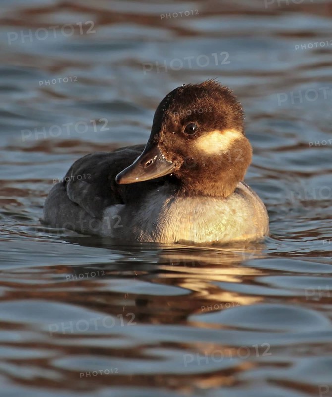 Bufflehead (Bucephala albeola) female, Saskatchewan, Canada