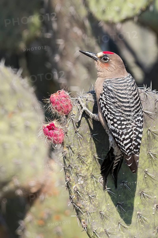 Grey-breasted Woodpecker (Melanerpes hypopolius) perched on a cactus in Oaxaca, Mexico
