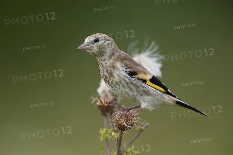 European Goldfinch (Carduelis carduelis), Schleswig-Holstein, Germany