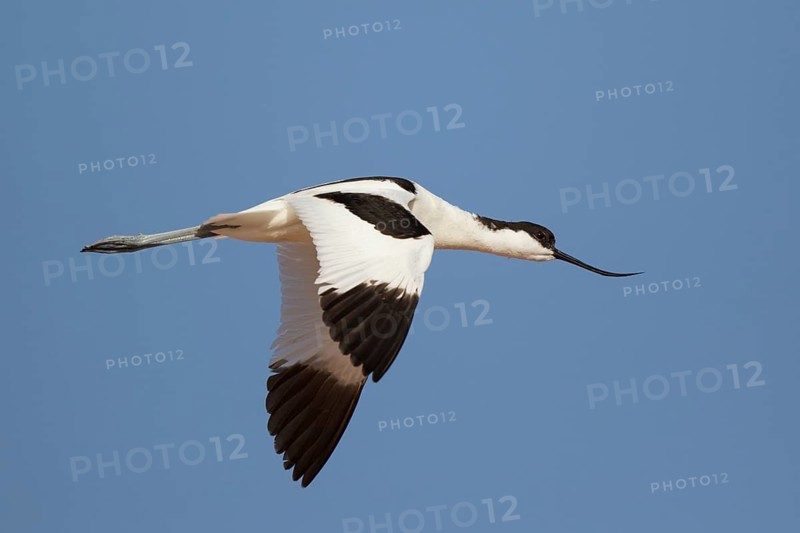 Pied Avocet (Recurvirostra avosetta) flying, Lesvos, Greece