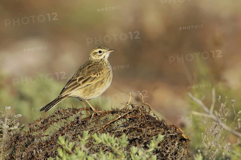 Australian Pipit (Anthus australis), New South Wales, Sturt National Park, Australia