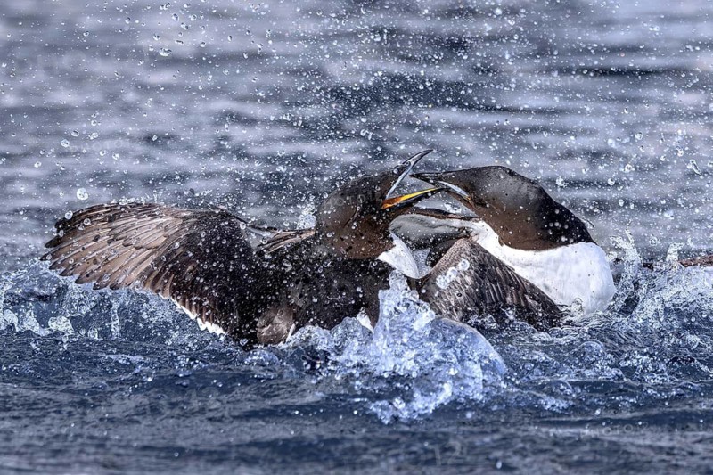 Two thick-billed murres, Brünnich's guillemots (Uria lomvia) in breeding plumage fighting in the Arctic Ocean in summer, Svalbard, Spitsbergen