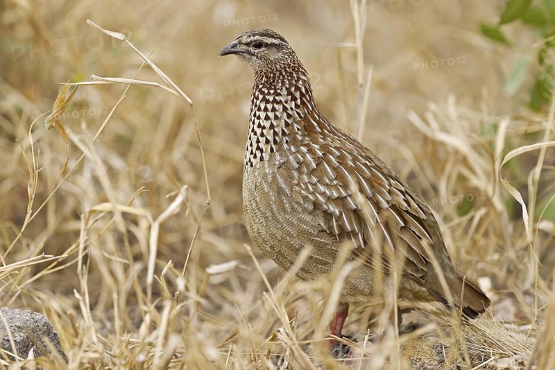 Crested Francolin (Dendroperdix sephaena), Kruger Park, South Africa