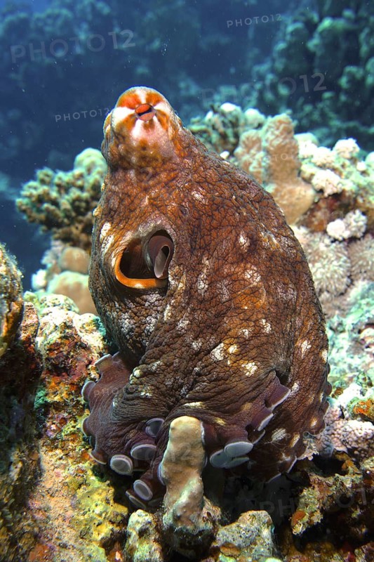 Big blue octopus (Octopus cyaneus)