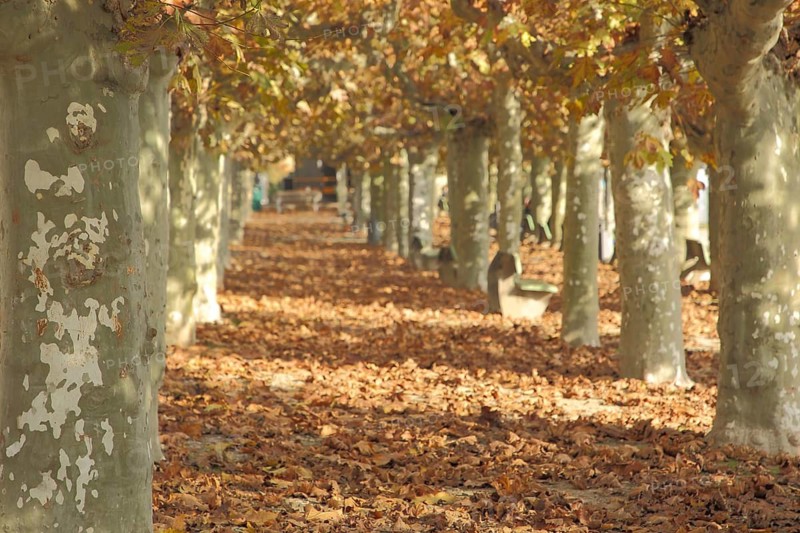 Rhine promenade and plane tree alley with autumn colors and fall leaves on the ground, autumn mood, leaf fall, leaves, tree trunks, waterfront promenade, escape point, square of Montrichard, Eltville, Rheingau, Taunus, Hesse, Germany