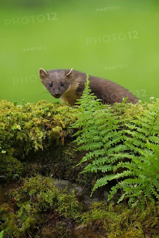 European pine marten (Martes martes) adult animal on a stone wall in summer, Scotland, United Kingdom