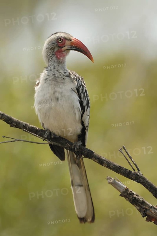 Northern Red-billed Hornbill (Tockus erythrorhynchus), Northern Cape, South Africa