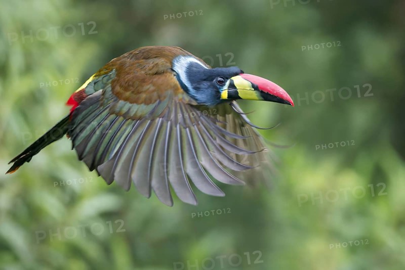 Gray-breasted Mountain-Toucan (Andigena hypoglauca) flying in Colombia, South America