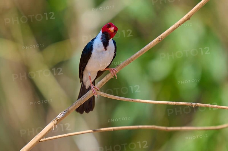 Red-headed bird balancing on a branch, surrounded by green blur, Black-throated Cardinal (Paroaria gularis), Pantanal, Mato Grosso, Brazil