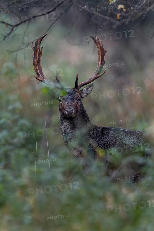 A fallow deer (Dama dama) leaves the rut and appears directly in front of my hide, rut, mating season, deer rut, autumn, October, Germany