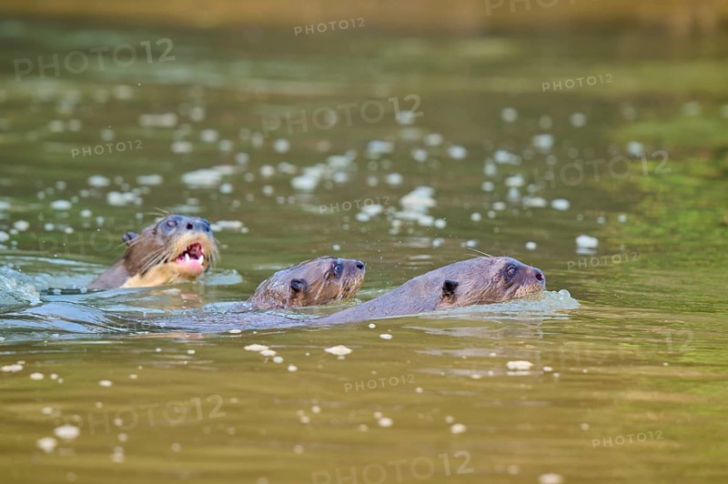 Otters swimming close together on the water surface, giant otter (Pteronura brasiliensis), Pantanal, Mato Grosso, Brazil