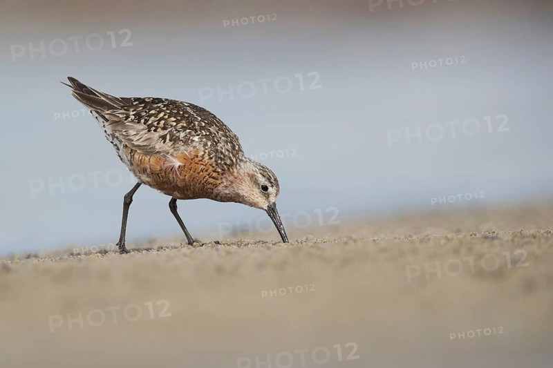 Curlew Sandpiper (Calidris ferruginea) foraging, Mecklenburg-Western Pomerania, Germany