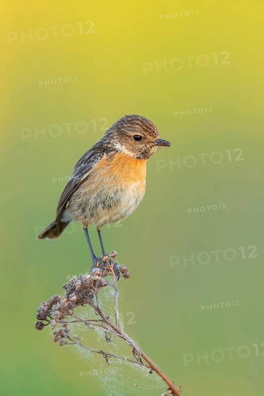 Stonechat, (Saxicola torquata), foraging, female, Bad D¸rkheim district, Eich, Rhineland-Palatinate, Germany