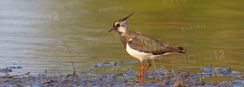 Lapwing, (Vanellus vanellus), animals, birds, lapwings, plover family, biotope, habitat, foraging in water, Der Spieß nature reserve, Worms district, Rhineland-Palatinate, Germany