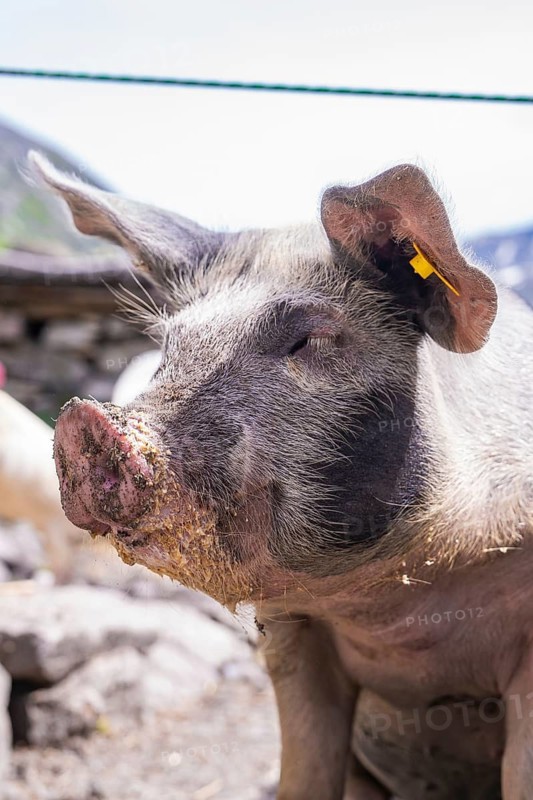 Close-up of a pig with a dirty snout in a mountainous landscape, Klein Tibet, Zillertal, Austria