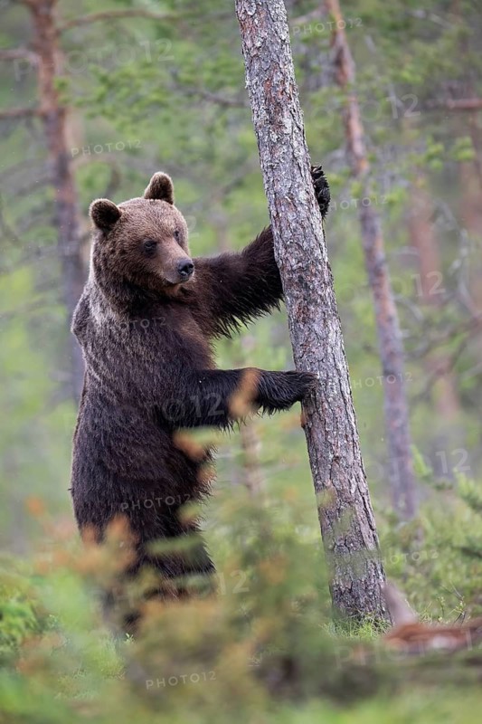 Brown bear (Ursus arctos) in the Finnish taiga, Kuusamo, Finland