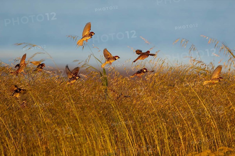Spanish Sparrow (Passer hispaniolensis) flock flying, Greece