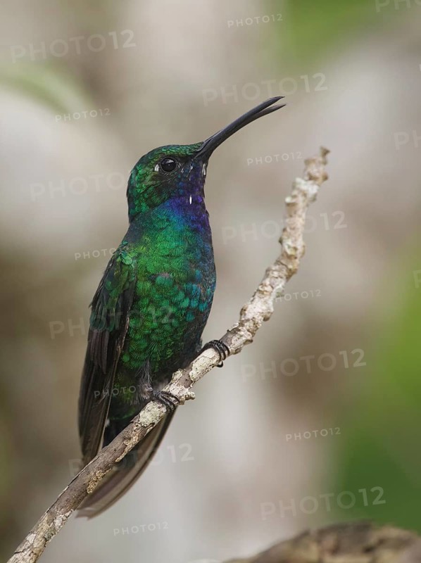 White-tailed Sabrewing (Campylopterus ensipennis) male, Trinidad and Tobago