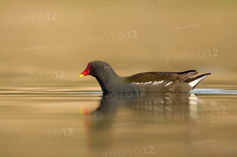 Common Moorhen (Gallinula chloropus), Utrecht, Netherlands