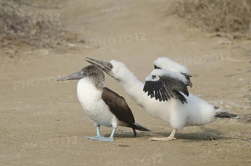 A parent Blue-footed Booby looks away, while it's baby begs for food